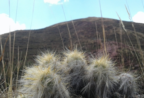 Vallée Sacrée Cuzco Pérou