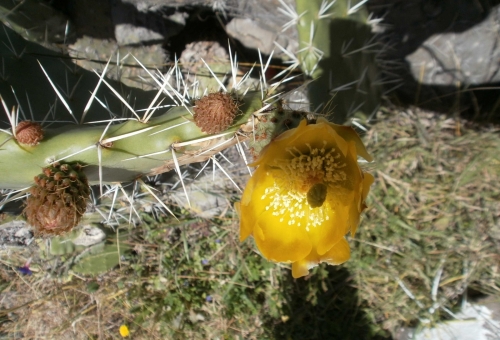 Fleur de Cactus Pérou