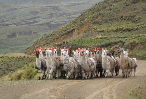 huancavelica