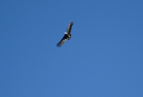 Condor Pérou