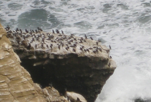 Ballestas Pérou