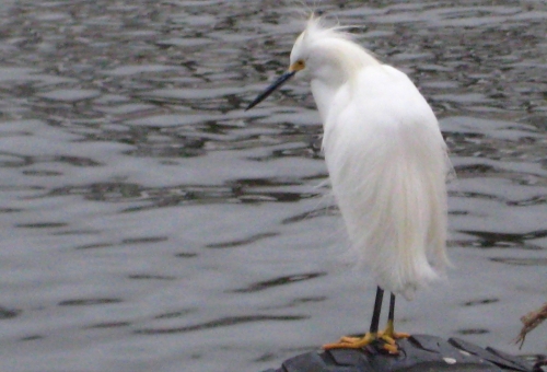 Aigrette garzette du Pérou