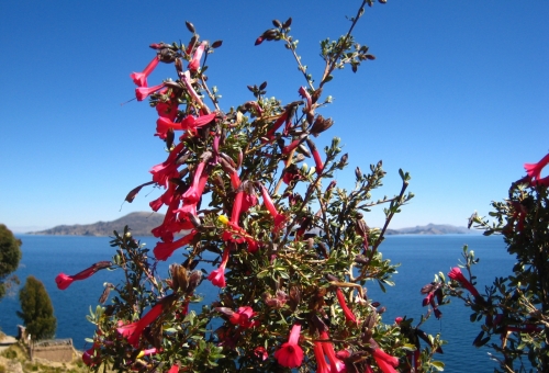 Fleur Cantuta Pérou