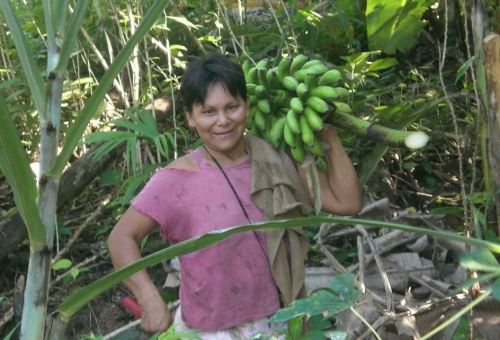 Récolte de bananes, Pérou