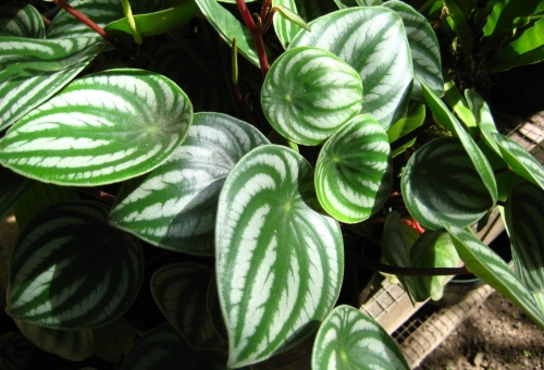 Episcia cupreata, Pérou