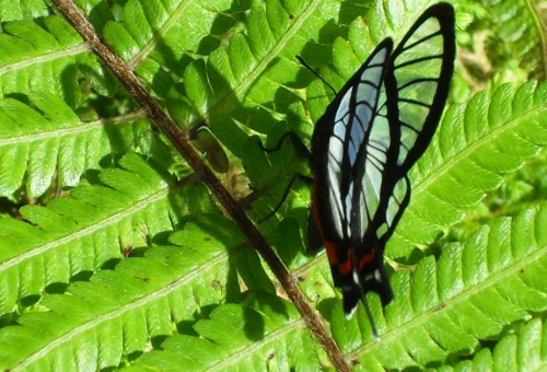 La-Merced-Mariposario