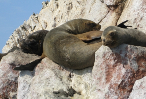 Ballestas Pérou