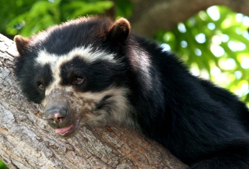 Réserve écologique Chaparri , Ours à lunettes