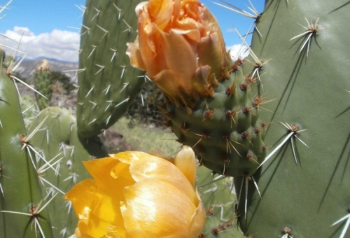 Fleur du cactus Ayacucho Pérou