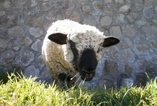 Joli mouton péruvien