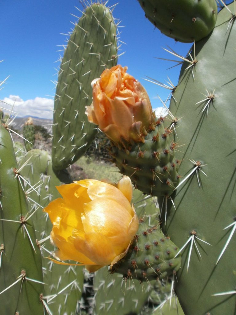 Fleur du cactus Ayacucho Pérou