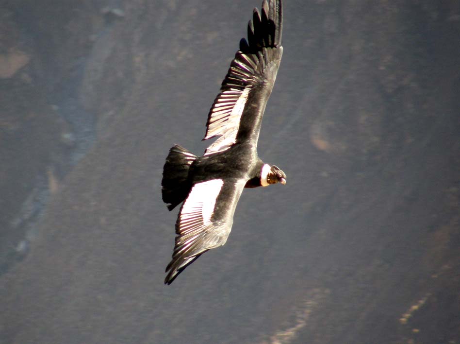 Condor Cañon del Colca Pérou